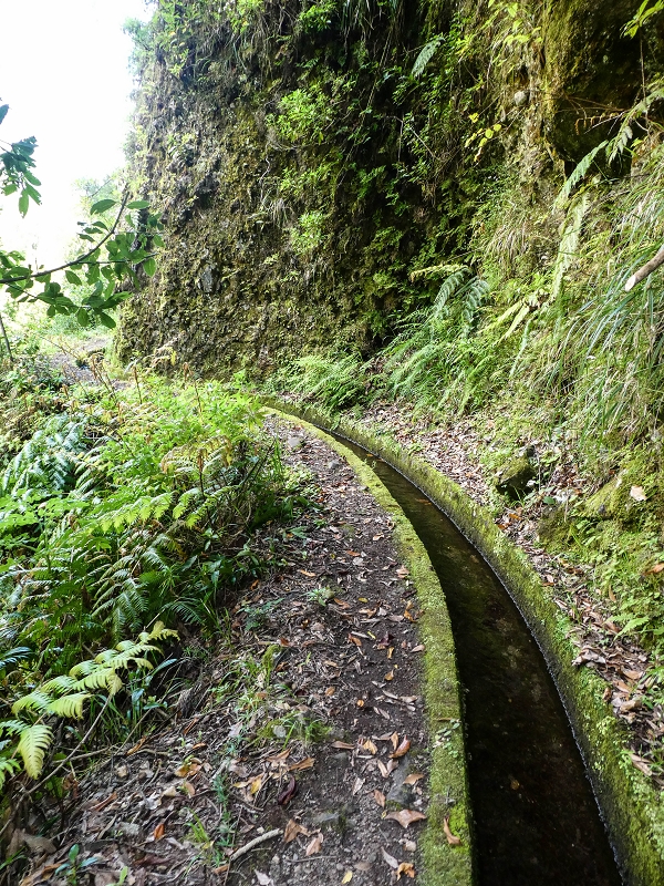 12 May 2019 Madeira forum walk and exploring the Levada dos Louros — On the Levada dos Tornos — photo 21