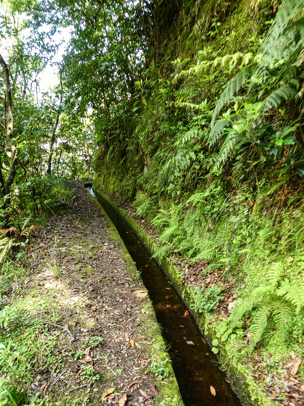 12 May 2019 Madeira forum walk and exploring the Levada dos Louros — On the Levada dos Tornos — photo 22