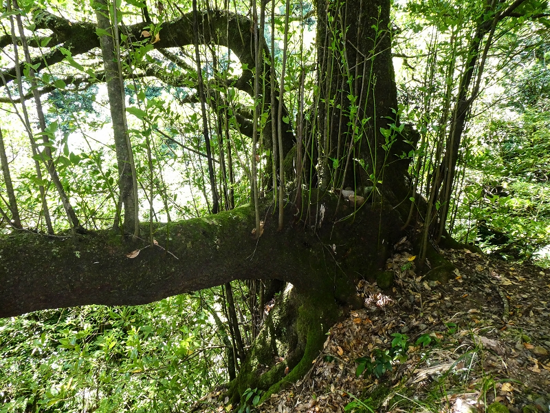 12 May 2019 Madeira forum walk and exploring the Levada dos Louros — On the Levada dos Tornos — photo 23