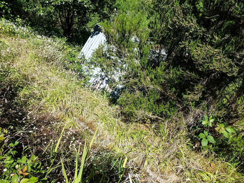 Levada dos Louros — Overgrown section — photo 3