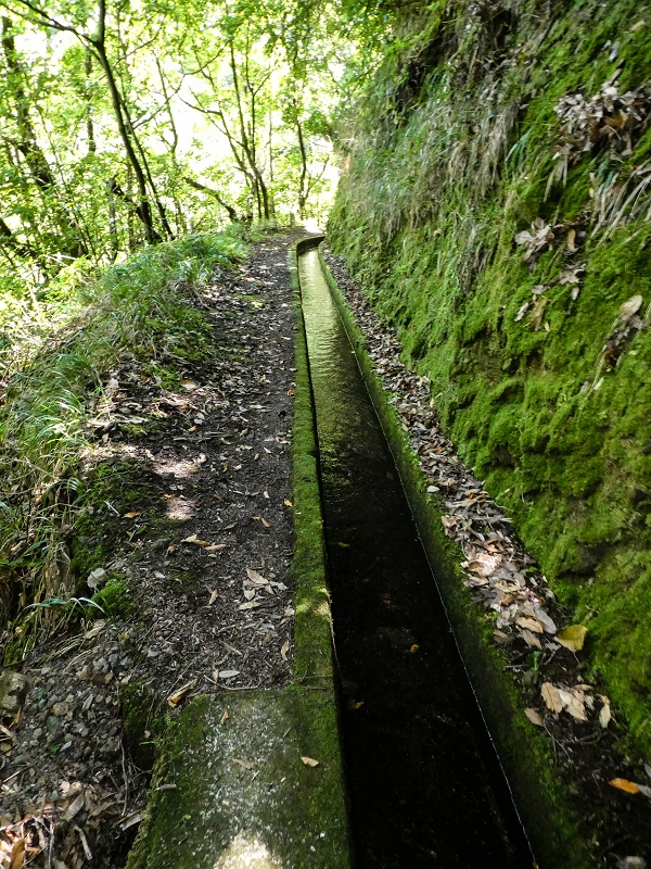 12 May 2019 Madeira forum walk and exploring the Levada dos Louros — On the Levada dos Tornos — photo 28