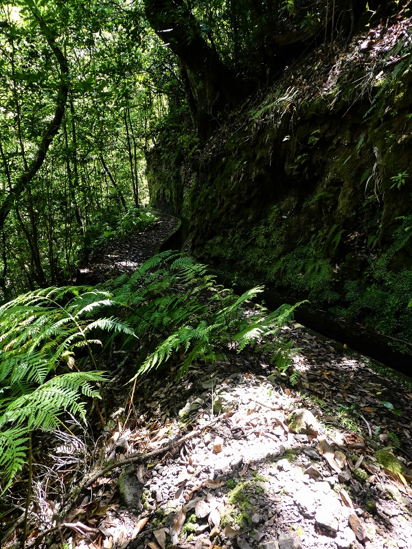 12 May 2019 Madeira forum walk and exploring the Levada dos Louros — On the Levada dos Tornos — photo 29