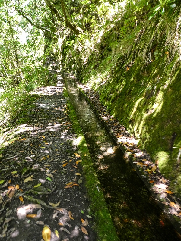 12 May 2019 Madeira forum walk and exploring the Levada dos Louros — On the Levada dos Tornos — photo 35