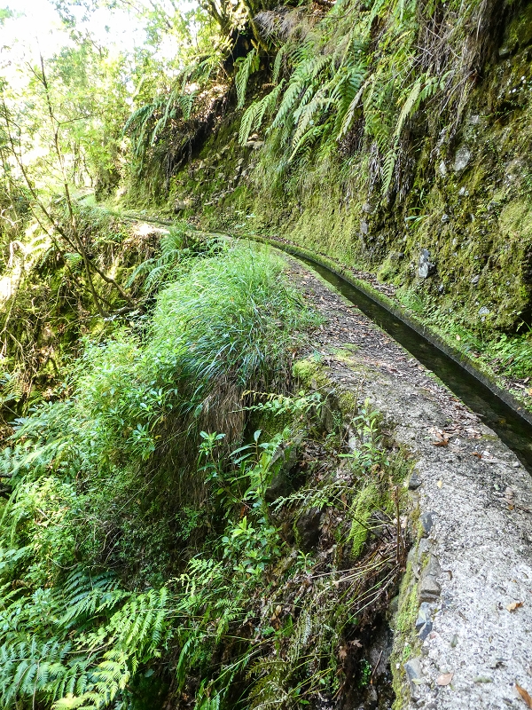 12 May 2019 Madeira forum walk and exploring the Levada dos Louros — On the Levada dos Tornos — photo 36