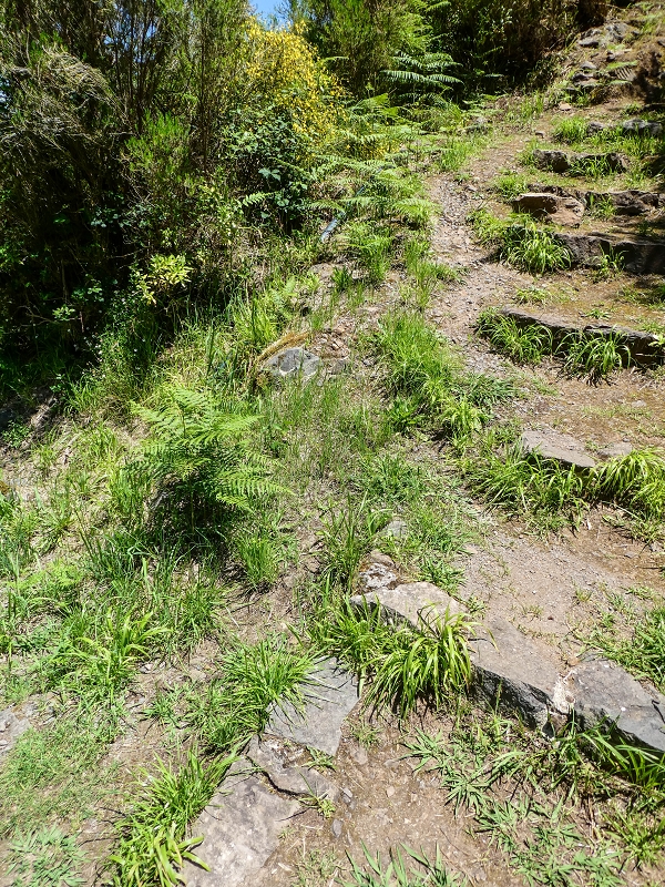 12 May 2019 Madeira forum walk and exploring the Levada dos Louros — Descent, terminal branch of the Levada dos Louros — photo 4