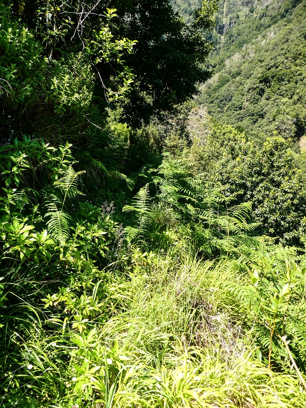 Levada dos Louros — Overgrown section — photo 5