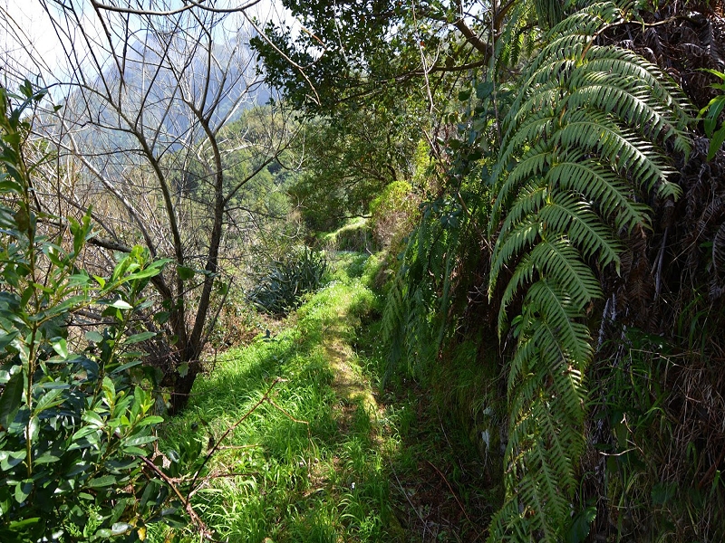 Levada dos Louros — Final section after the path junction — photo 6