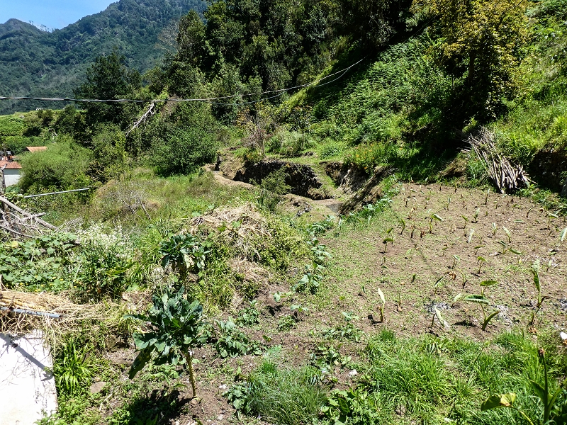 12 May 2019 Madeira forum walk and exploring the Levada dos Louros — Back to Lombo do Urzal — photo 5