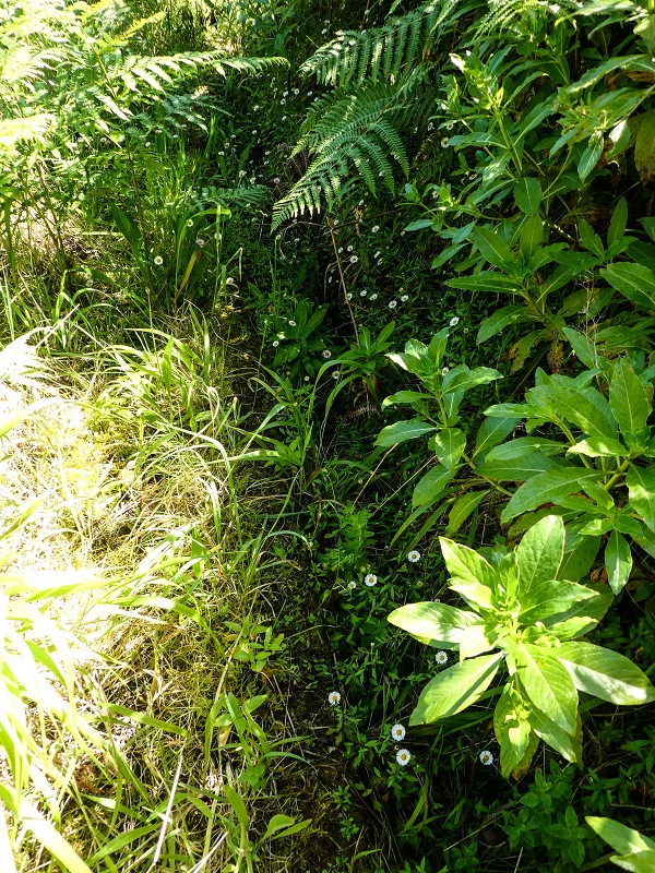 Levada dos Louros — Overgrown section — photo 6