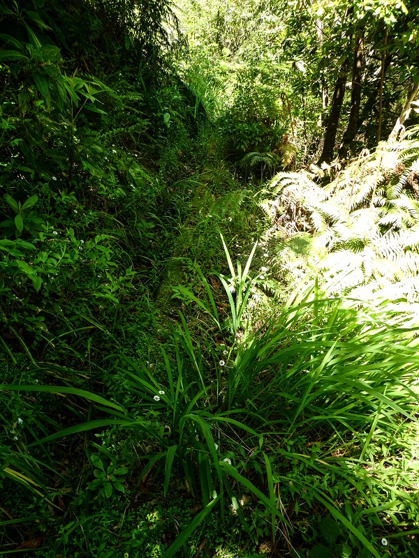 Levada dos Louros — Overgrown section — photo 7