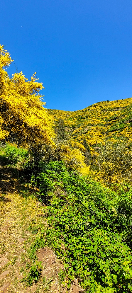12.06.2022 Calheta Hydro Power - früher und heute — Aufstieg zum Furado Novo — Foto 4