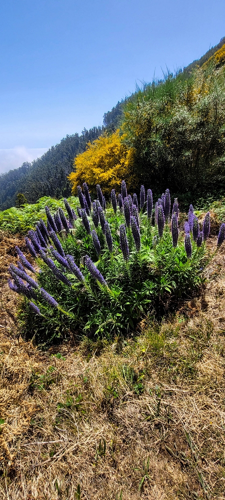 Levada Vinte e Cinco Fontes — Até à Camara de Carga da Levada Vinte e Cinco Fontes — foto 2