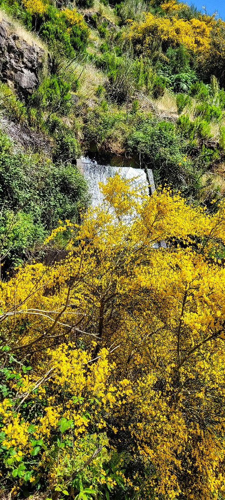 12.06.2022 Calheta Hydro Power - früher und heute — Auf der Levada Vinte e Cinco Fontes — Foto 9