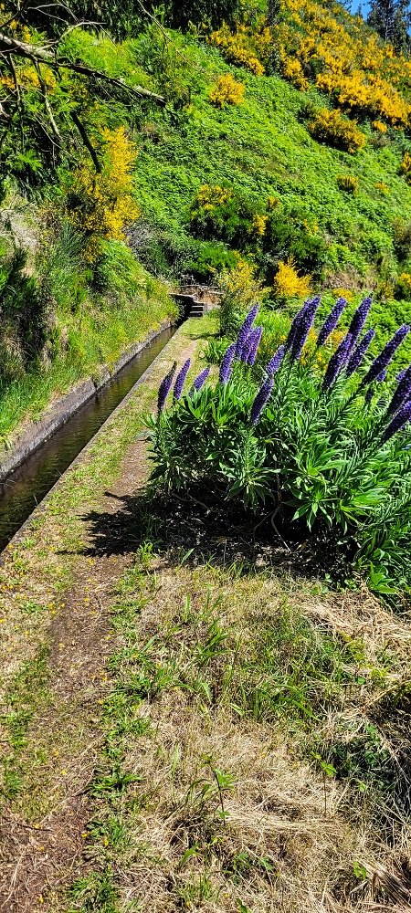 12.06.2022 Calheta Hydro Power - früher und heute — Auf der Levada Vinte e Cinco Fontes — Foto 14