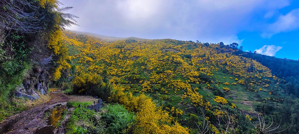 12 June 2024 Over Pico Fernandes and the Vereda do Pau Seco to the 25 Fontes — As far as the gorse path — photo 1
