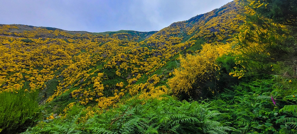 12 June 2024 Over Pico Fernandes and the Vereda do Pau Seco to the 25 Fontes — The gorse path to the pressure pipes, as far as the old reservoir — photo 4