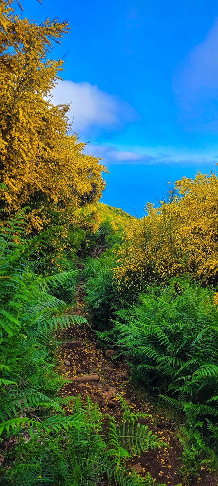 12 June 2024 Over Pico Fernandes and the Vereda do Pau Seco to the 25 Fontes — The gorse path to the pressure pipes, as far as the old reservoir — photo 5