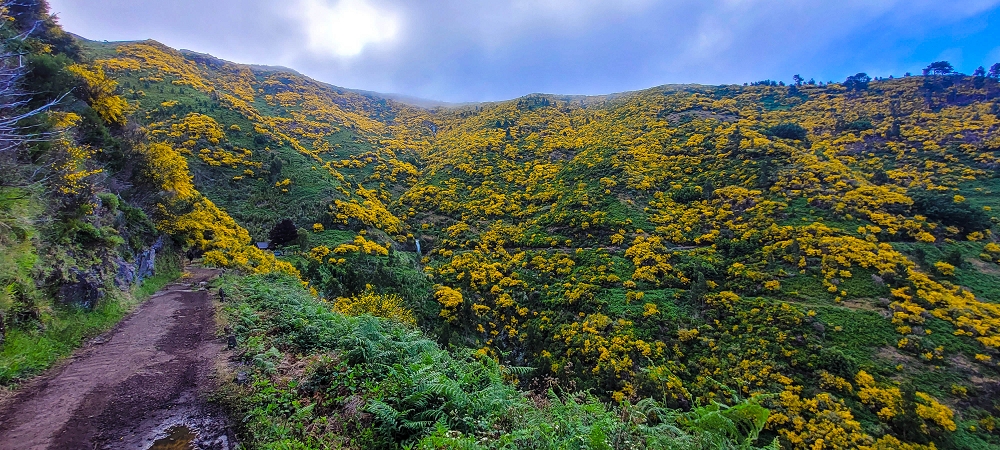 12 June 2024 Over Pico Fernandes and the Vereda do Pau Seco to the 25 Fontes — As far as the gorse path — photo 2