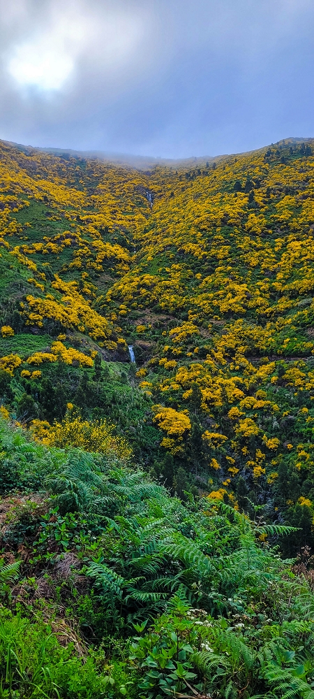 12 June 2024 Over Pico Fernandes and the Vereda do Pau Seco to the 25 Fontes — As far as the gorse path — photo 3
