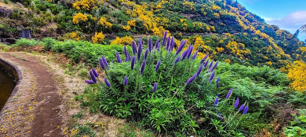 12 June 2024 Over Pico Fernandes and the Vereda do Pau Seco to the 25 Fontes — As far as the gorse path — photo 4