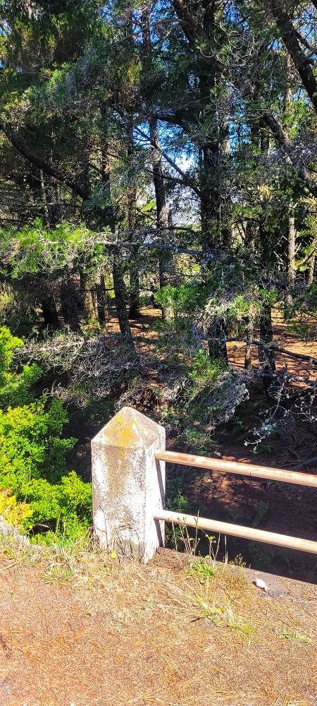 12 June 2024 Over Pico Fernandes and the Vereda do Pau Seco to the 25 Fontes — To Pico Fernandes — photo 1