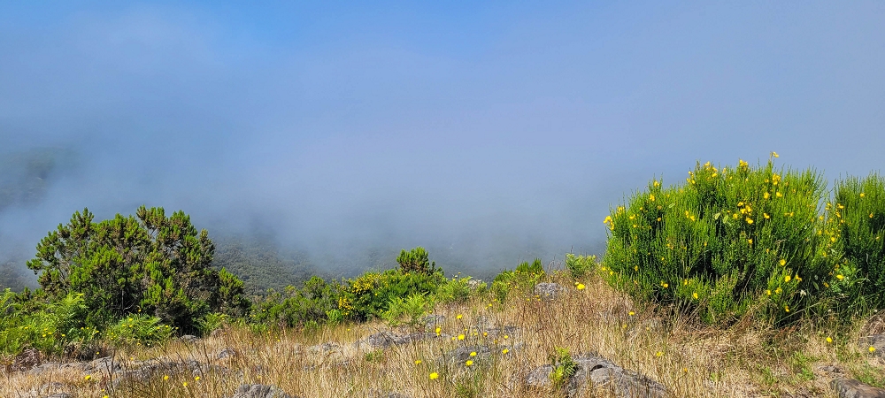 12 June 2024 Over Pico Fernandes and the Vereda do Pau Seco to the 25 Fontes — To Pico Fernandes — photo 12
