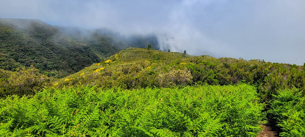12 June 2024 Over Pico Fernandes and the Vereda do Pau Seco to the 25 Fontes — The Vereda do Pau Seco — photo 3