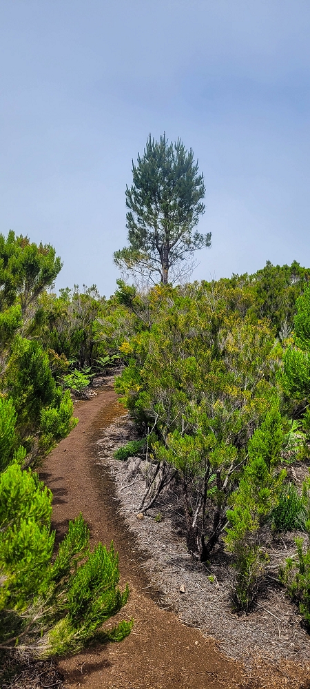 12 June 2024 Over Pico Fernandes and the Vereda do Pau Seco to the 25 Fontes — The Vereda do Pau Seco — photo 4