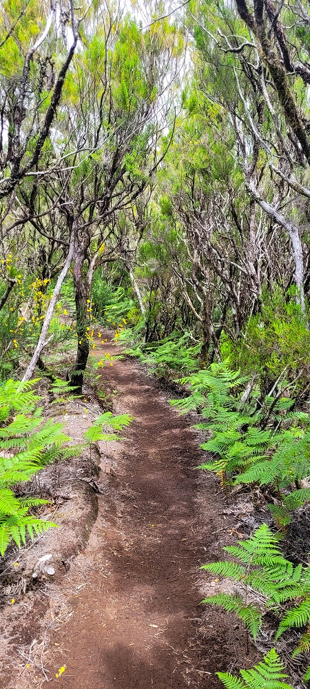 12 June 2024 Over Pico Fernandes and the Vereda do Pau Seco to the 25 Fontes — The Vereda do Pau Seco — photo 5