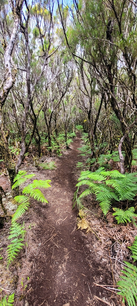 12 June 2024 Over Pico Fernandes and the Vereda do Pau Seco to the 25 Fontes — The Vereda do Pau Seco — photo 6