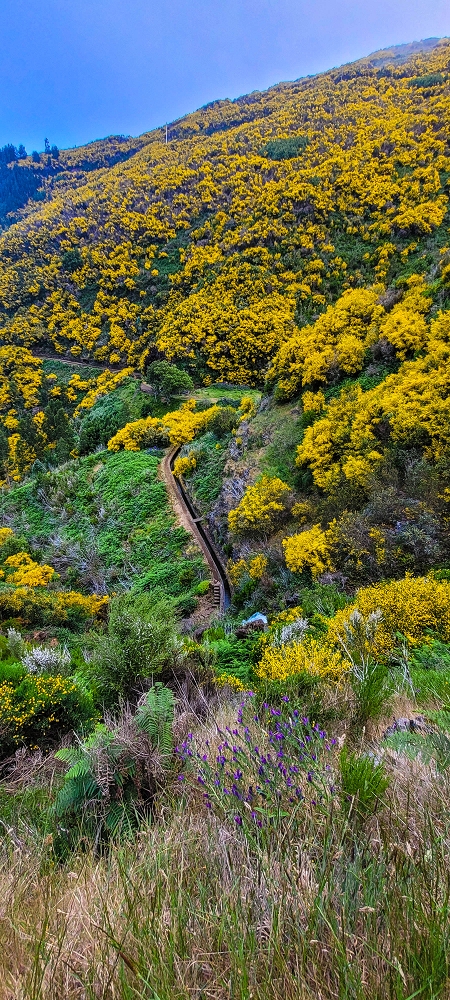 12 June 2024 Over Pico Fernandes and the Vereda do Pau Seco to the 25 Fontes — The gorse path to the pressure pipes, as far as the old reservoir — photo 1