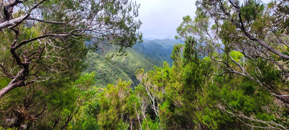 12 June 2024 Over Pico Fernandes and the Vereda do Pau Seco to the 25 Fontes — The Vereda do Pau Seco — photo 9