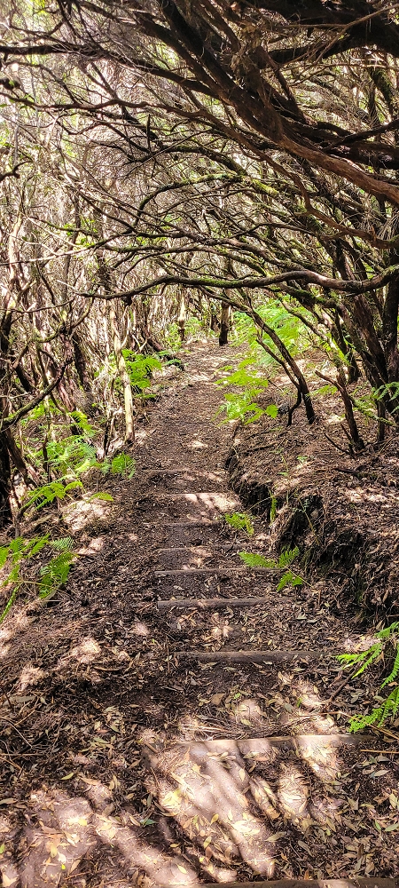 12 June 2024 Over Pico Fernandes and the Vereda do Pau Seco to the 25 Fontes — The Vereda do Pau Seco — photo 11
