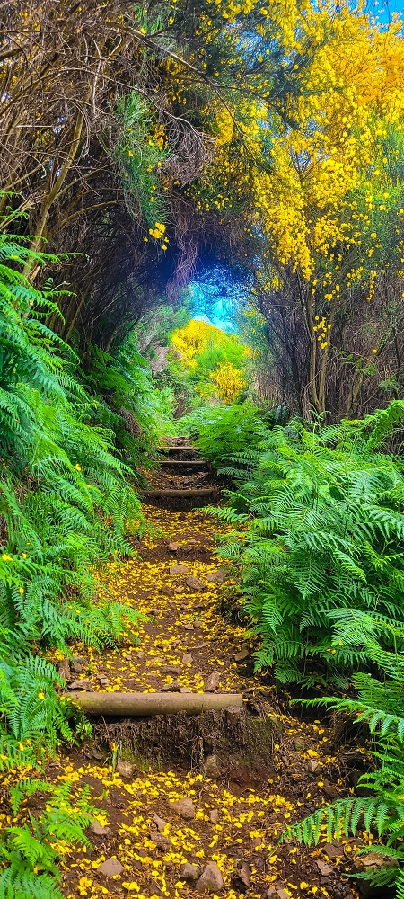 12 June 2024 Over Pico Fernandes and the Vereda do Pau Seco to the 25 Fontes — The gorse path to the pressure pipes, as far as the old reservoir — photo 2