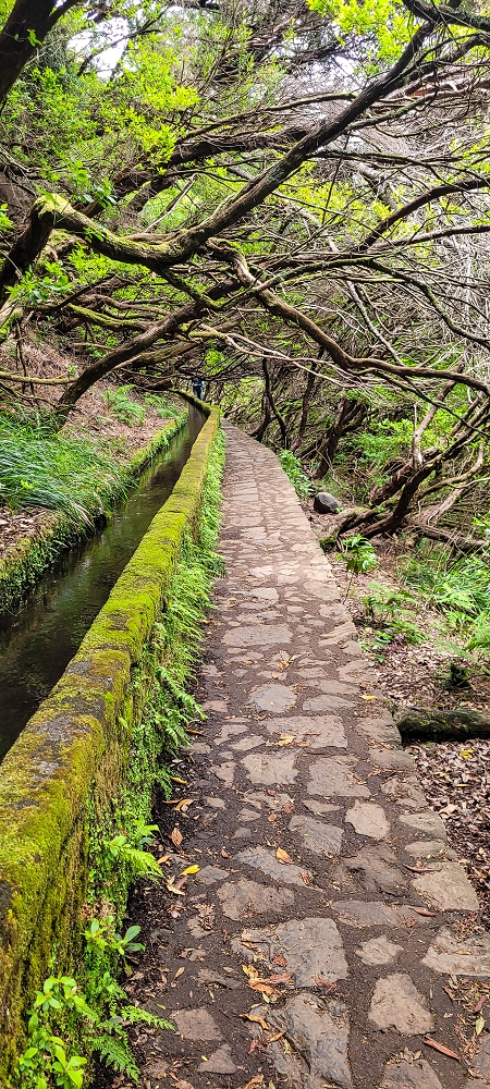 12 June 2024 Over Pico Fernandes and the Vereda do Pau Seco to the 25 Fontes — On the 25 Fontes levada — photo 2
