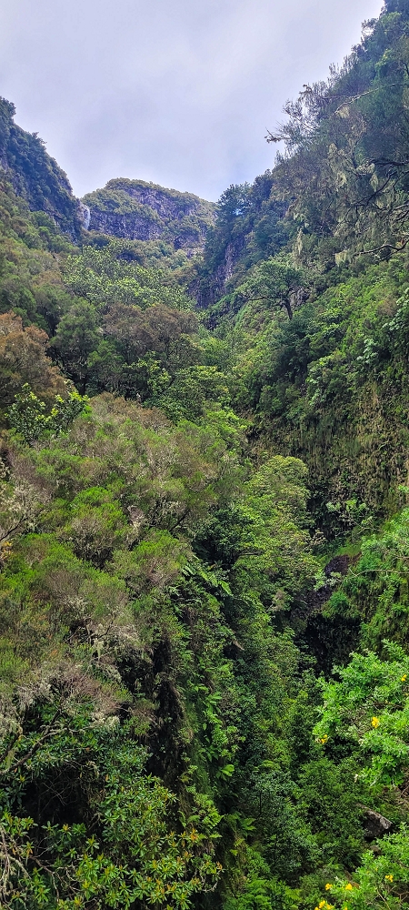 12 June 2024 Over Pico Fernandes and the Vereda do Pau Seco to the 25 Fontes — On the 25 Fontes levada — photo 5