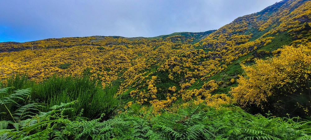 12 June 2024 Over Pico Fernandes and the Vereda do Pau Seco to the 25 Fontes — The gorse path to the pressure pipes, as far as the old reservoir — photo 3