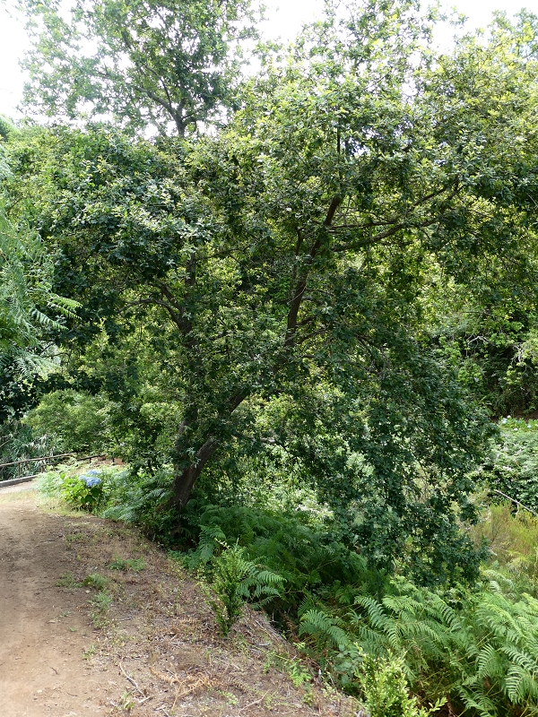 12.07.2018 Von Jardim do Mar nach Prazeres, Querung nach Raposeira und Sao Lourenco, Abstieg nach Paul do Mar — Schöner Höhenweg bis zur ER 223 — Foto 25