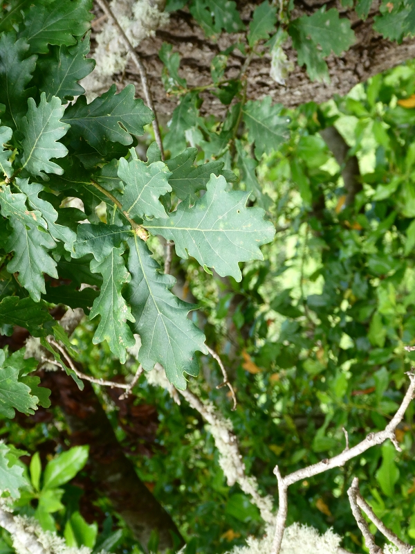 12.07.2018 Von Jardim do Mar nach Prazeres, Querung nach Raposeira und Sao Lourenco, Abstieg nach Paul do Mar — Schöner Höhenweg bis zur ER 223 — Foto 27