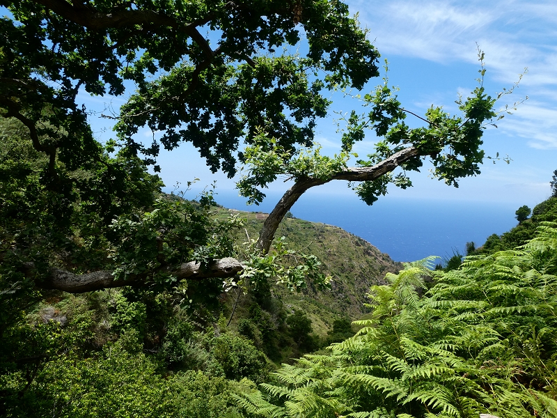 12.07.2018 Von Jardim do Mar nach Prazeres, Querung nach Raposeira und Sao Lourenco, Abstieg nach Paul do Mar — Schöner Höhenweg bis zur ER 223 — Foto 29