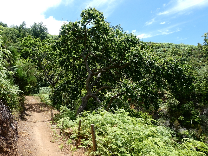12.07.2018 Von Jardim do Mar nach Prazeres, Querung nach Raposeira und Sao Lourenco, Abstieg nach Paul do Mar — Schöner Höhenweg bis zur ER 223 — Foto 30