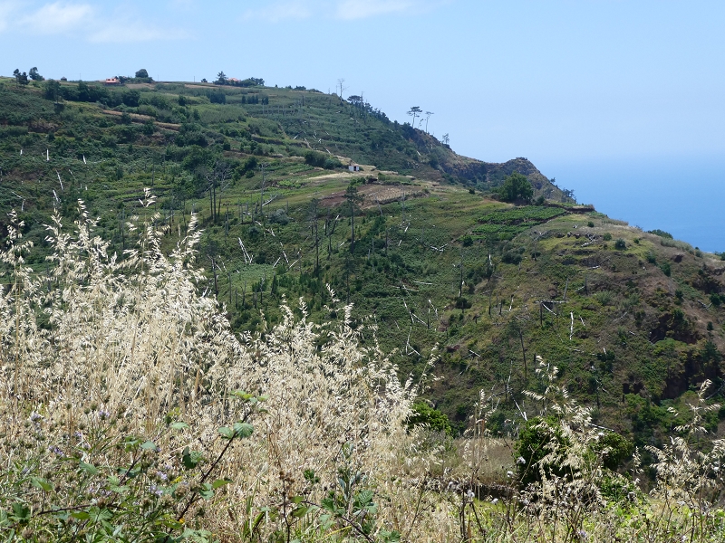 12.07.2018 Von Jardim do Mar nach Prazeres, Querung nach Raposeira und Sao Lourenco, Abstieg nach Paul do Mar — Abstieg auf dem Caminho de Sao Lourenco zur ER 223 und weiter zur Vereda dos Zimbreiros — Foto 3