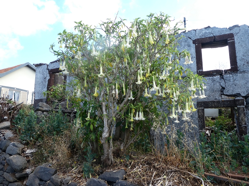 12.07.2018 Von Jardim do Mar nach Prazeres, Querung nach Raposeira und Sao Lourenco, Abstieg nach Paul do Mar — Aufstieg auf dem PR 20 — Foto 23