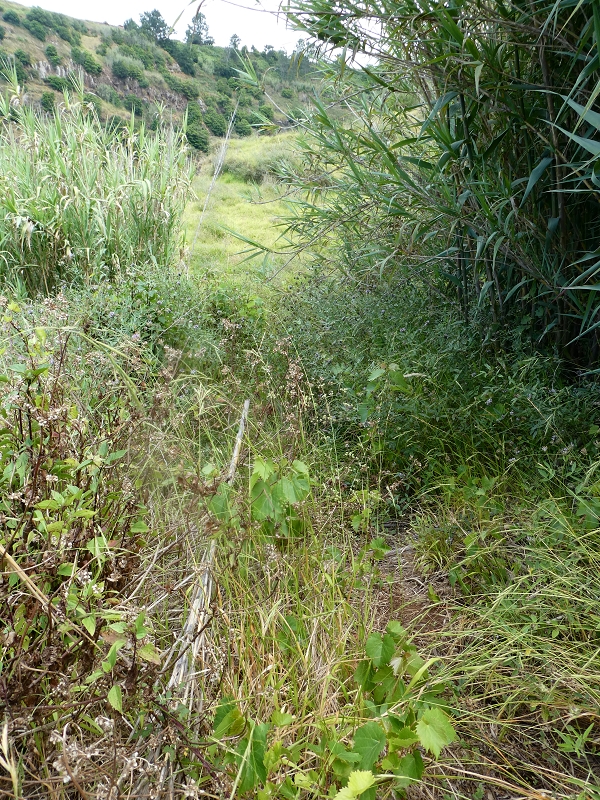 12.07.2018 Von Jardim do Mar nach Prazeres, Querung nach Raposeira und Sao Lourenco, Abstieg nach Paul do Mar — Abkürzung nach Westen — Foto 3