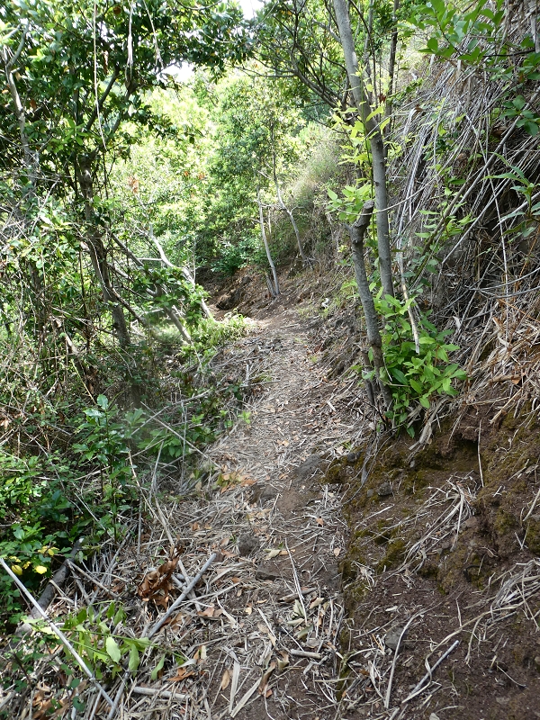 12.07.2018 Von Jardim do Mar nach Prazeres, Querung nach Raposeira und Sao Lourenco, Abstieg nach Paul do Mar — Abstiegsweg von Maloeira und weiter zum Miradouro auf dem Pico das Bodes — Foto 1