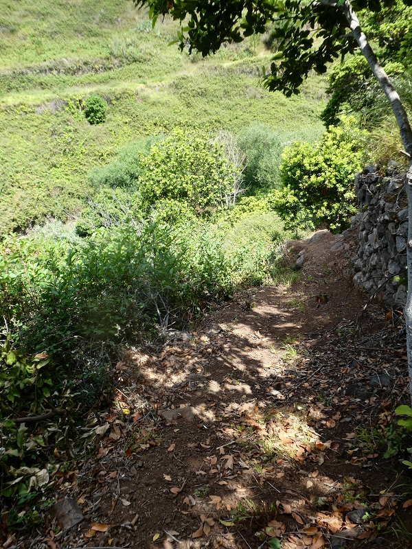 12.07.2018 Von Jardim do Mar nach Prazeres, Querung nach Raposeira und Sao Lourenco, Abstieg nach Paul do Mar — Abstiegsweg von Maloeira und weiter zum Miradouro auf dem Pico das Bodes — Foto 4