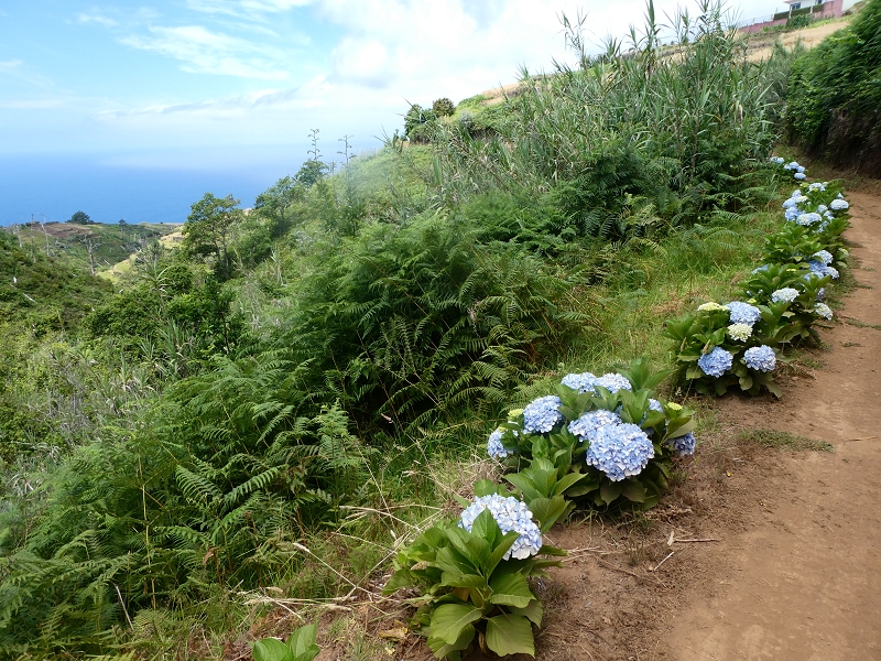 12.07.2018 Von Jardim do Mar nach Prazeres, Querung nach Raposeira und Sao Lourenco, Abstieg nach Paul do Mar — Schöner Höhenweg bis zur ER 223 — Foto 6