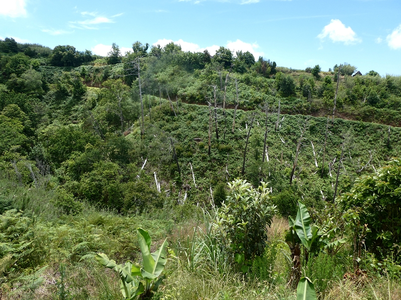 12.07.2018 Von Jardim do Mar nach Prazeres, Querung nach Raposeira und Sao Lourenco, Abstieg nach Paul do Mar — Schöner Höhenweg bis zur ER 223 — Foto 8