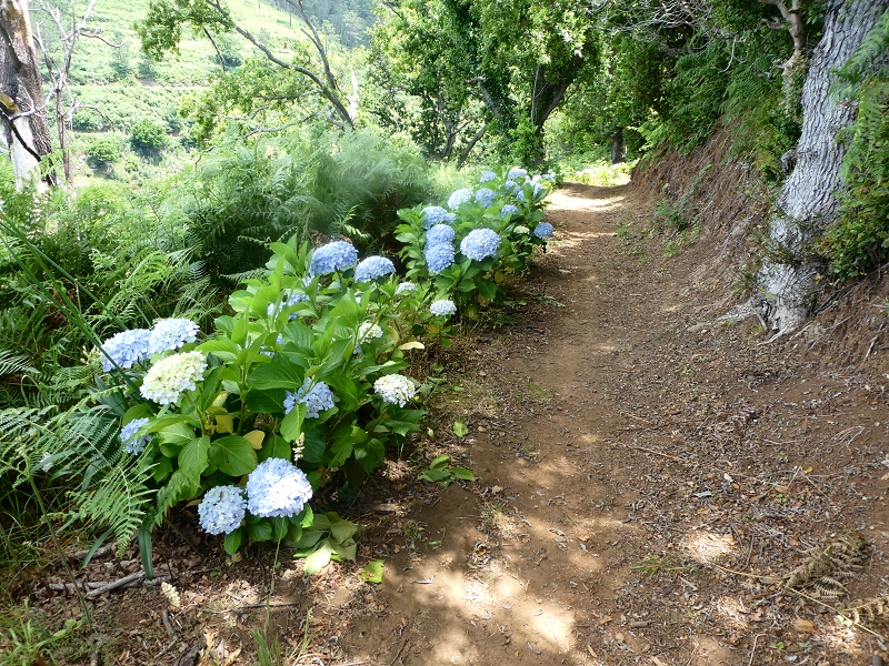 12.07.2018 Von Jardim do Mar nach Prazeres, Querung nach Raposeira und Sao Lourenco, Abstieg nach Paul do Mar — Schöner Höhenweg bis zur ER 223 — Foto 16