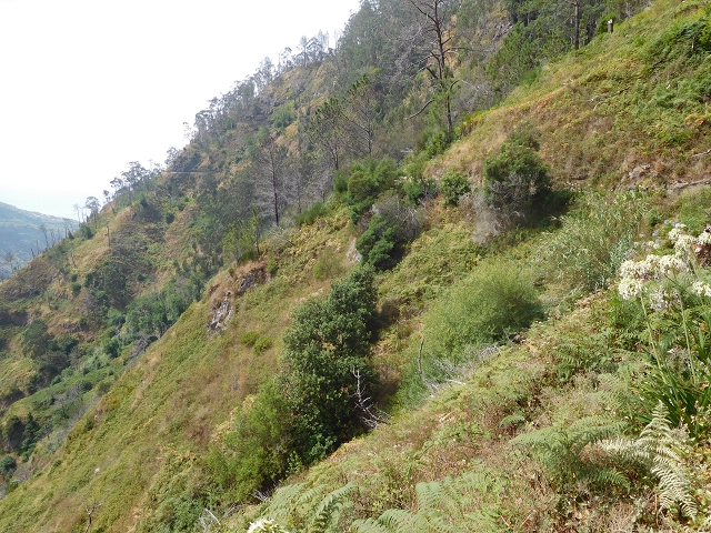 12 August 2015 morning, new Levada Nova in the Ponta do Sol valley — From Covas to the end — photo 34